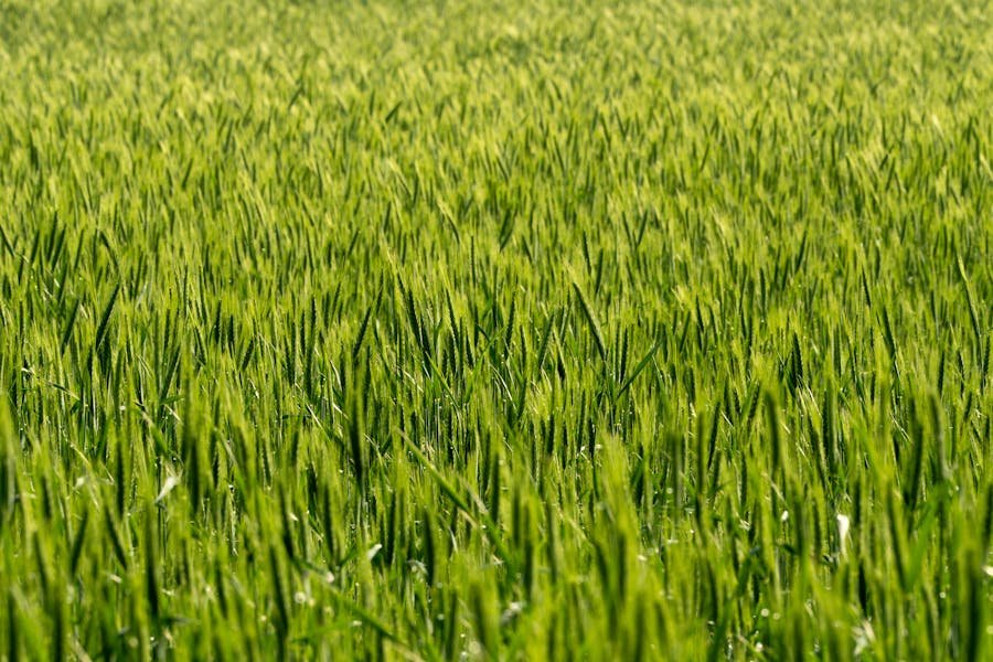 trigo verde